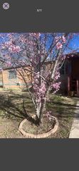15 Honeyfield Ln, Peralta, NM 87042