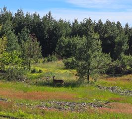 N  Farming Rd, Woodruff, WI 54568