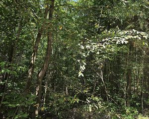 Black Mountain Rd, Hartford, TN 37753