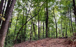 3799 Boardtown Rd, Ellijay, GA 30540
