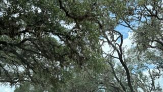 LOT 43 Pr 2535 LOT 43, Mico, TX 78056