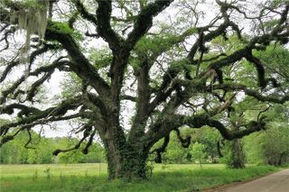 Copal St, Mandeville, LA 70448