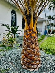 355 Henderson Ct, Marco Island, FL 34145
