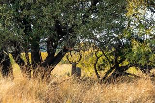Buffalo4 Ranch Rd #290, Blackwell, TX 79506
