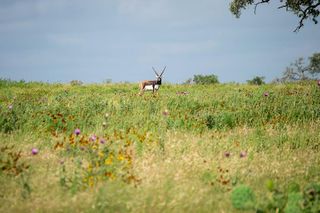 46 N  Cattlemans Crossing Dr, Kerrville, TX 78028