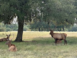 TBD-LOT 42 Blackbuck LOT 42, Pipe Creek, TX 78063