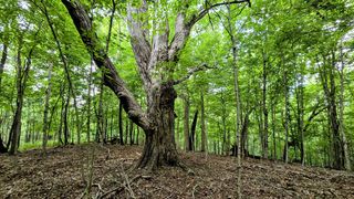 Highway 184, Sparta, KY 41086