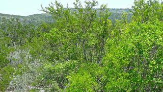 1083 Private Road 1104, Uvalde, TX 78801
