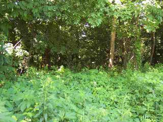 N  Elizabeth Scales Mound Rd, Scales Mound, IL 61075