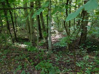 Falls Rd #1, Monterey, TN 38574