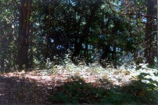 Sebastopol Rd, North San Juan, CA 95960