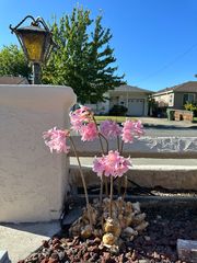 357 Anza St, Fremont, CA 94539