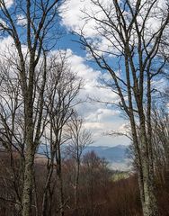 2955 Round Mountain Rd, Del Rio, TN 37727