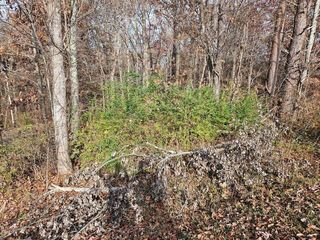 Lts 29/30 Smyrna Heights Rd, Evensville, TN 37332