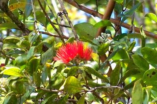 Road 5 #4067, Mountain View, HI 96771