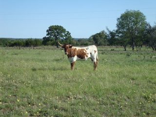 221 Buckeye Rd, Fredericksburg, TX 78624