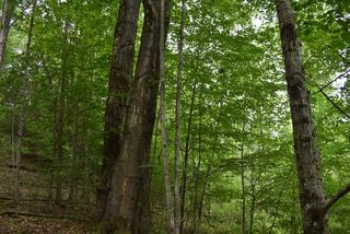 346 Route, Duke Center, PA 16729