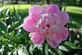 Pink peony 