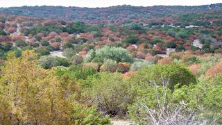 County Road 450 #377S, Rocksprings, TX 78880