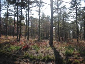 Address Not Disclosed, Dover, AR 72837