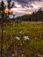 Greenwood Rd, Jay, FL 32565