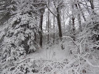 On Hwy #45, Summit Lake, WI 54485