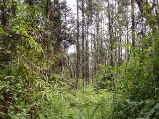 Maui Rd #934, Pahoa, HI 96778