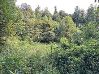 Dye Leaf Rd, Butler, TN 37640