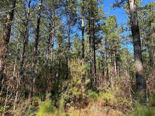 34 Acres - TBD Easler Hwy, Greeleyville, SC 29056