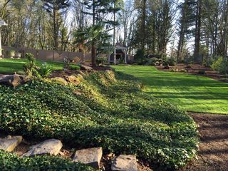 Beautiful ground cover