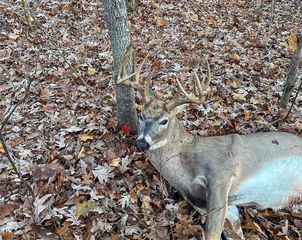 Bucks Crossing Ln, Richwoods, MO 63071