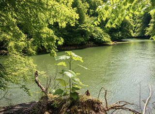 Elklore Ave #8, Estill Springs, TN 37330
