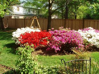 Early Summer Garden