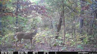 9815 Scrivner Rd, Russellville, MO 65074