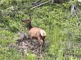 Nna Wolverine Rd #2, Moyie Springs, ID 83845