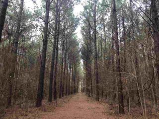 Andrew Chapel Rd, Brandon, MS 39042