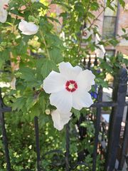 360 Clinton St #3, Brooklyn, NY 11231