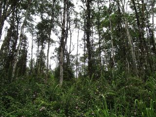Hilo Rd #742, Pahoa, HI 96778