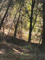 Redwood St, Santa Cruz, CA 95060