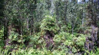 3 Road, Volcano, HI 96785