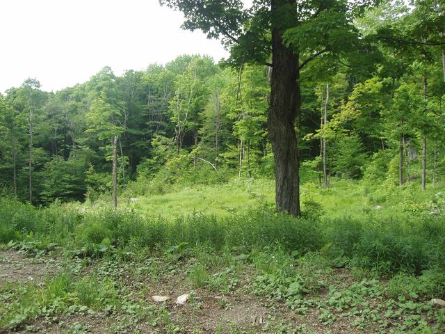 Lower Woods and Water Road Lot 16, Bondville, VT 05340
