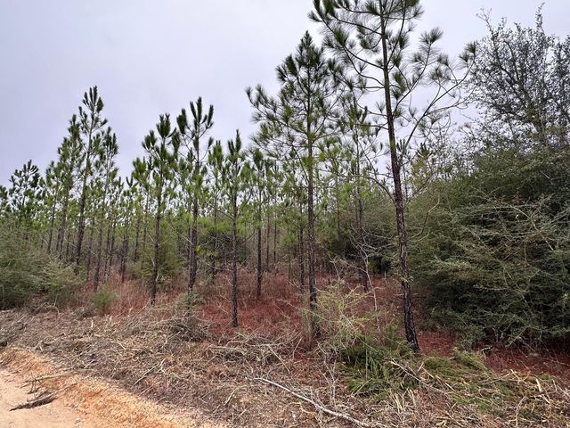 Tract 6418 S  Mattox Springs Rd   #S4, Caryville, FL 32427