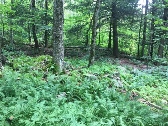 TBD Frost Valley Road, Claryville, NY 12725