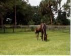 17407 Jupiter Farms Rd, Jupiter, FL 33478