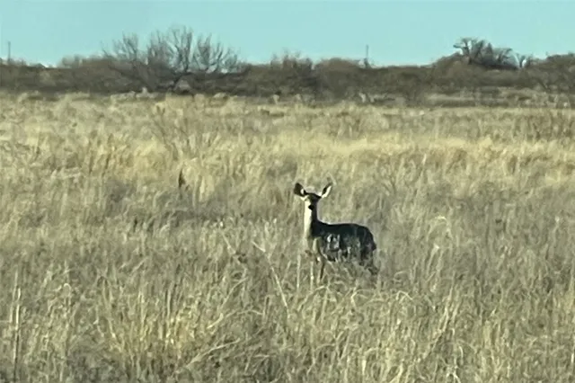 FM 1037, Paducah, TX 79248