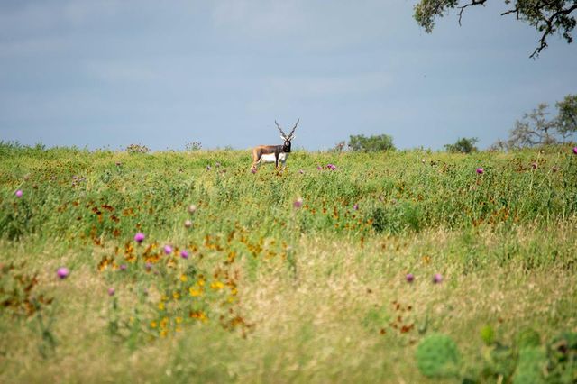 46 N  Cattlemans Crossing Dr, Kerrville, TX 78028