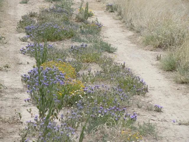Canyon Dr, Laguna, NM 87026