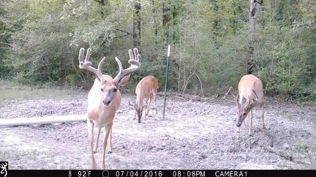 County Road 4200, Pennington, TX 75856