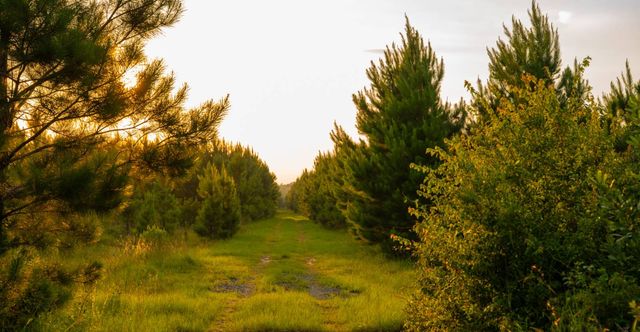 Mann Rd #1, Arabi, GA 31712