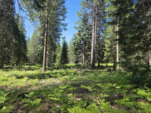 Lot 87 Panther Meadow Dr, McCloud, CA 96057